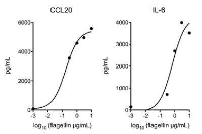 ELISA: Flagellin Native Protein [NBP3-18149]