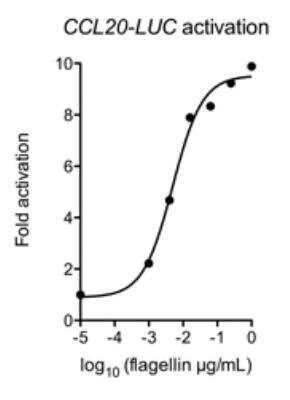 ELISA: Flagellin Native Protein [NBP3-18154]