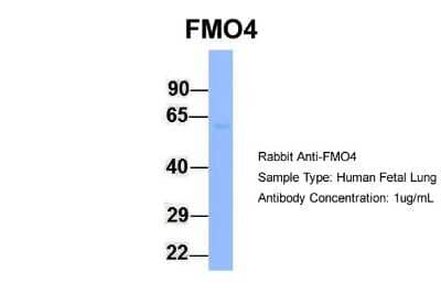 Western Blot: Flavin containing monooxygenase 4 Antibody [NBP1-59353]