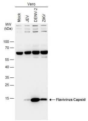 Western Blot: Flavivirus Capsid Protein Antibody [NBP3-13372]