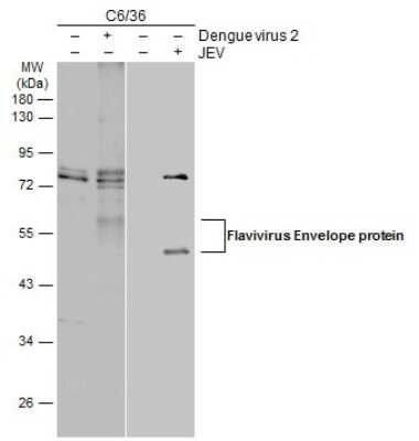 Western Blot: Flavivirus Envelope Protein Antibody [NBP3-13374]
