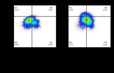 Flow Cytometry: Flavivirus group antigen Antibody (D1-4G2-4-15 (4G2)) - Chimeric - Azide and BSA Free [NBP2-52666]