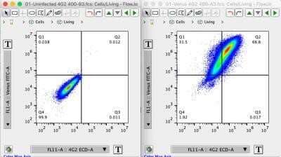Flow Cytometry: Flavivirus group antigen Antibody (D1-4G2-4-15 (4G2)) - Chimeric - Azide and BSA Free [NBP2-52666]