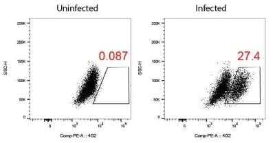 Flow Cytometry of Infected and Uninfected C3/36 Cells Using Flavivirus group antigen Antibody