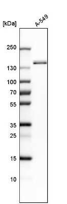 Western Blot: Flightless I Antibody [NBP1-87926]