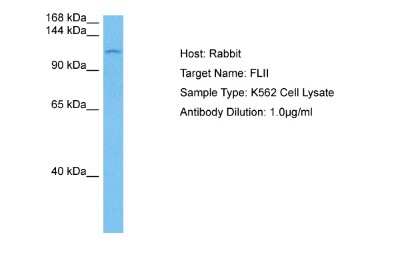 Western Blot: Flightless I Antibody [NBP2-87448]