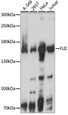 Western Blot: Flightless I AntibodyAzide and BSA Free [NBP3-03712]