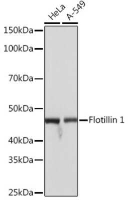 Western Blot: Flotillin-1 Antibody (8I2S7) [NBP3-16152]