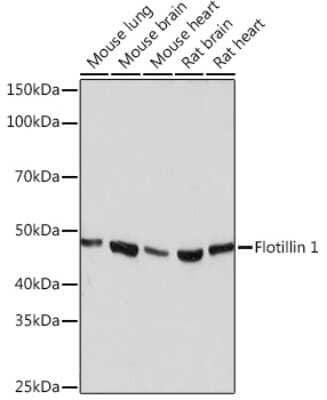 Western Blot: Flotillin-1 Antibody (8I2S7) [NBP3-16152]