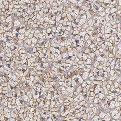 Immunohistochemistry-Paraffin: Flotillin-1 Antibody [NBP1-87498]