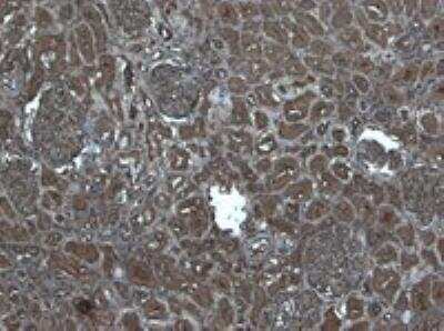 Immunohistochemistry-Paraffin: Flotillin-1 Antibody [NB100-1043]