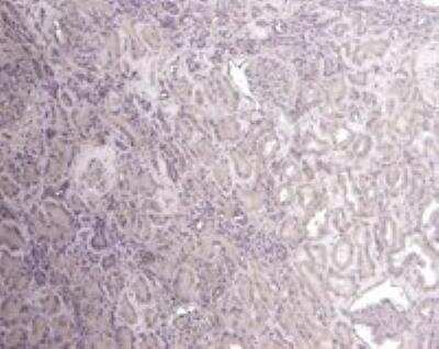 Immunohistochemistry-Paraffin: Flotillin-1 Antibody [NB100-1043]