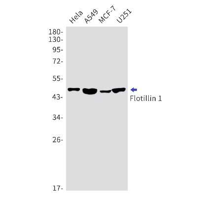 Western Blot: Flotillin-1 Antibody (S08-0G5) [NBP3-14932]