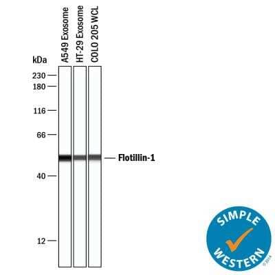 Simple Western: Flotillin-1 Antibody [NBP1-79022]