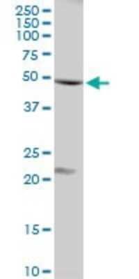 Western Blot: Flotillin-1 Antibody [H00010211-D01P]