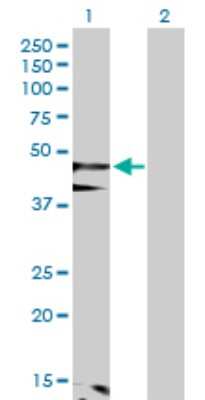 Western Blot: Flotillin-1 Antibody [H00010211-D01P]