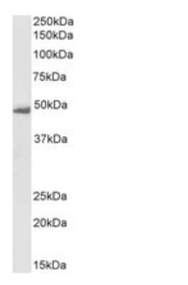 Western Blot: Flotillin-1 Antibody [NB100-1043]