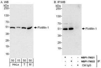 Western Blot: Flotillin-1 Antibody [NBP1-79022]