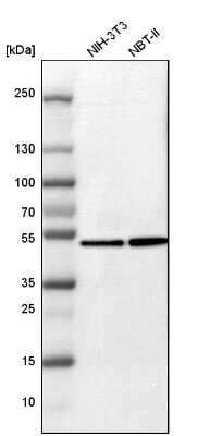 Western Blot: Flotillin-1 Antibody [NBP1-87498]