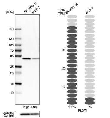 Western Blot: Flotillin-1 Antibody [NBP1-87498]