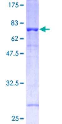 SDS-PAGE: Recombinant Human Flotillin-1 GST (N-Term) Protein [H00010211-P01]