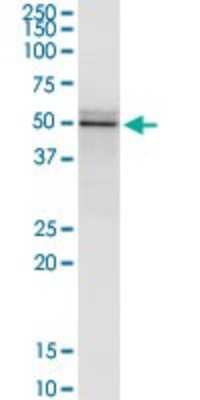 Western Blot: Flotillin 2 Antibody (3G6) [H00002319-M03]