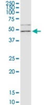 Western Blot: Flotillin 2 Antibody (3G6) [H00002319-M03]