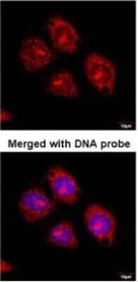 Immunocytochemistry/ Immunofluorescence: Flotillin 2 Antibody [NBP1-30881]