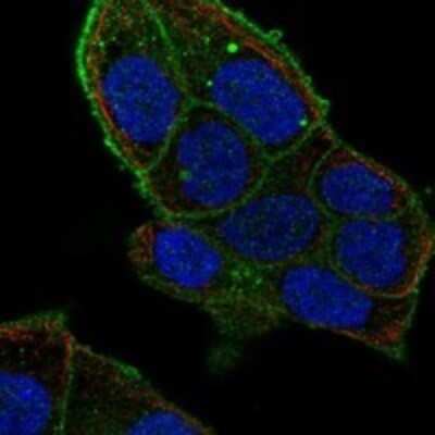 Immunocytochemistry/ Immunofluorescence: Flotillin 2 Antibody [NBP3-17714]