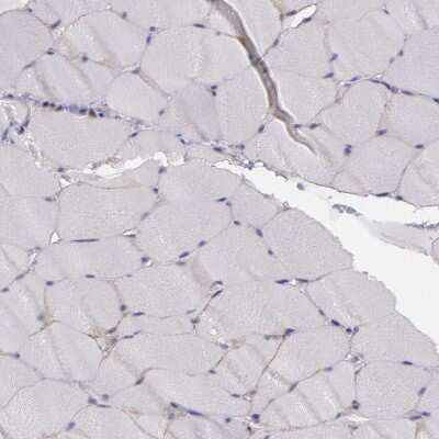 Immunohistochemistry-Paraffin: Flotillin 2 Antibody [NBP1-84910]