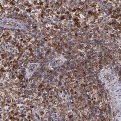 Immunohistochemistry-Paraffin: Flotillin 2 Antibody [NBP1-84910]
