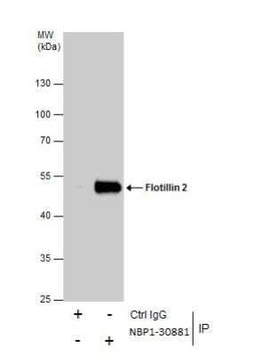 Immunoprecipitation: Flotillin 2 Antibody [NBP1-30881]