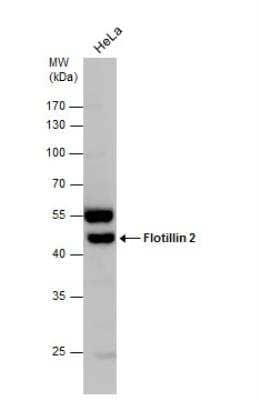 Western Blot: Flotillin 2 Antibody [NBP1-30881]