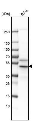 Western Blot: Flotillin 2 Antibody [NBP1-84910]