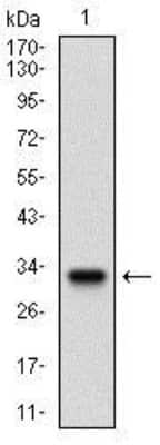 Western Blot: Flt-3/Flk-2/CD135 Antibody (7B7C3)BSA Free [NBP2-37363]