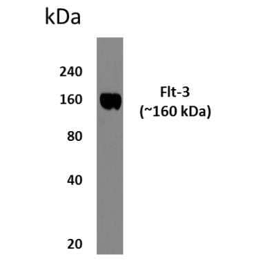 Western Blot: Flt-3/Flk-2/CD135 Antibody (MM0294-9G23)Azide and BSA Free [NBP2-12311]