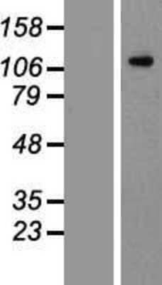 Western Blot: Flt-3/Flk-2/CD135 Overexpression Lysate [NBP2-11587]