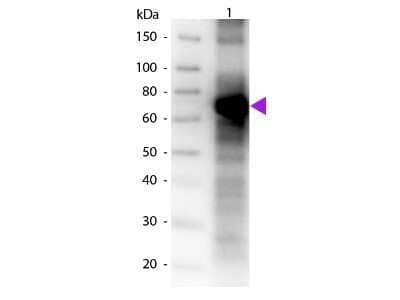 Western Blot: Fluorescein Antibody [NB600-493]
