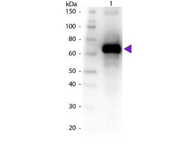 Western Blot: Fluorescein Antibody [NB600-493]