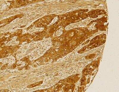Immunohistochemistry-Paraffin: Folliculin Antibody [NBP1-44995]