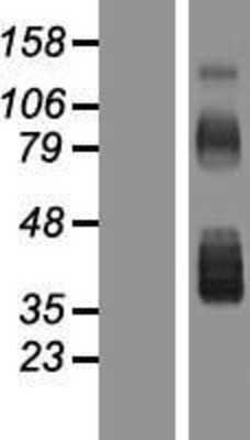 Western Blot: Follistatin Overexpression Lysate [NBP2-10416]