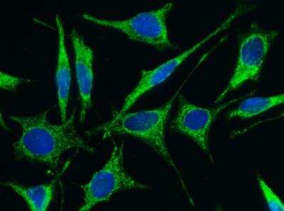 Immunocytochemistry/ Immunofluorescence: Follistatin-like 1/FSTL1 Antibody (009) [NBP2-89709]