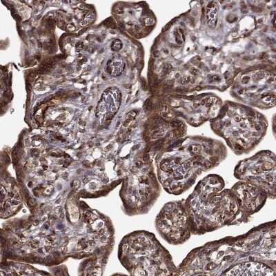 Immunohistochemistry: Follistatin-like 1/FSTL1 Antibody [NBP2-68590]