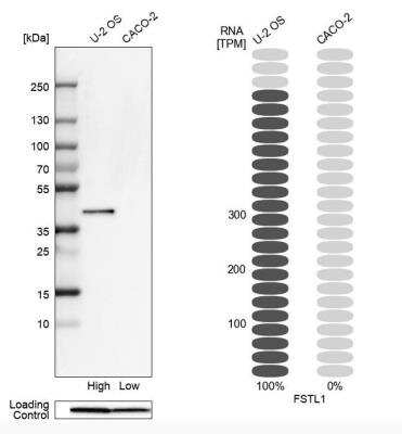 Western Blot: Follistatin-like 1/FSTL1 Antibody [NBP1-83425]