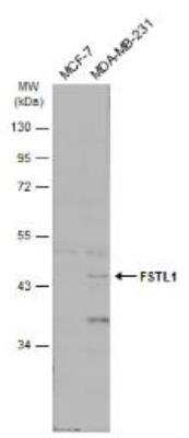 Western Blot: Follistatin-like 1/FSTL1 Antibody [NBP2-16540]