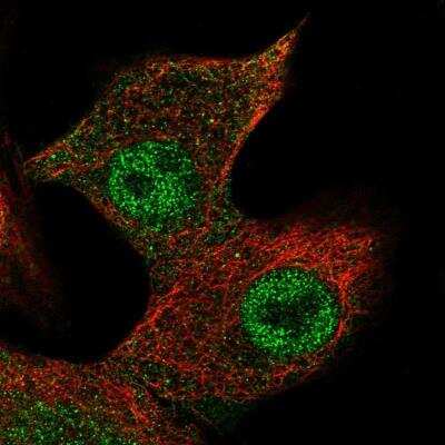 Immunocytochemistry/ Immunofluorescence: Follistatin-related Gene Protein/FLRG/Fstl3 Antibody [NBP2-32034]