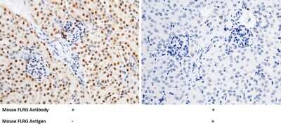 Immunohistochemistry-Paraffin: Follistatin-related Gene Protein/FLRG/Fstl3 Antibody [NBP2-98212]