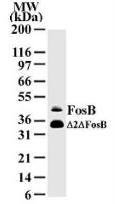 Western Blot: FosB/G0S3 Antibody (83B1138)Azide Free [NBP2-33219]