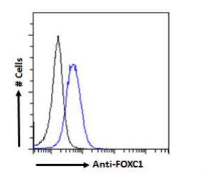 Flow Cytometry: FoxC1 Antibody [NB100-1268]