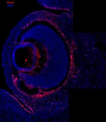 Immunocytochemistry/ Immunofluorescence: FoxC1 Antibody [NBP1-89025]